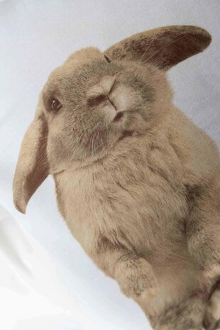 Snurk dekbedovertrek Furry Friends flanel